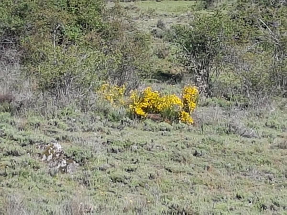 La Posada De Horcajuelo Horcajuelo de la Sierra ภายนอก รูปภาพ