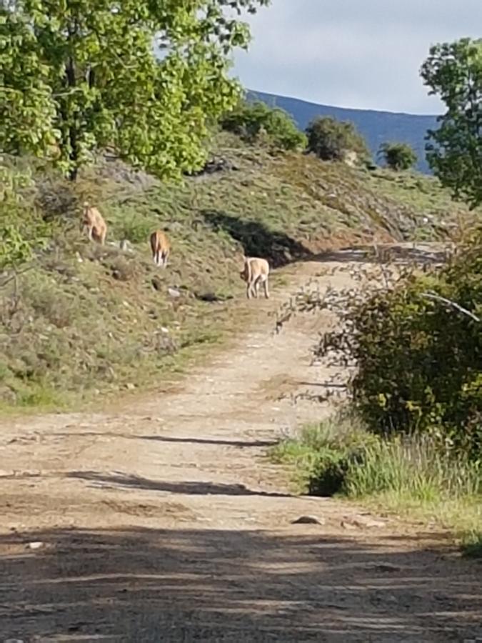 La Posada De Horcajuelo Horcajuelo de la Sierra ภายนอก รูปภาพ
